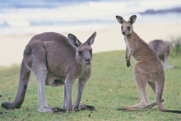 Kangaroo Island Kangaroo Island