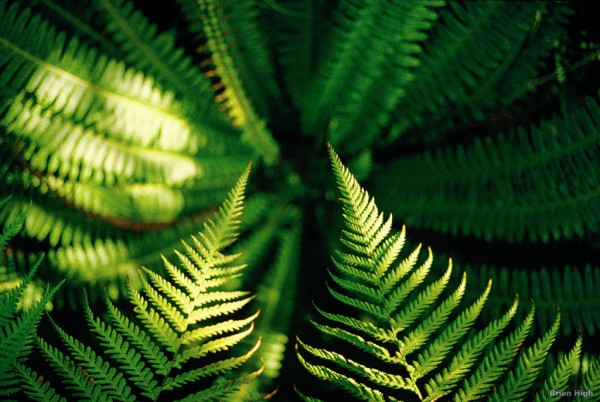 La felce simbolo della NZ_Ferns_Brian_High NZ_Ferns_Brian_High.jpg